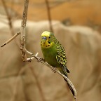 IMG_0483