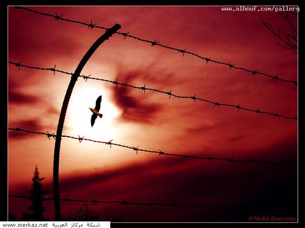 nice_pic_design_photo_105_1_