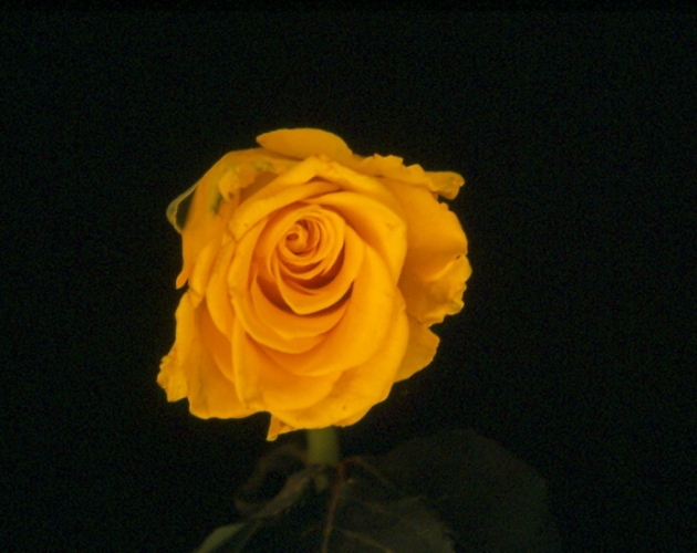 صور من ابداع اعضاء عمان فوتو