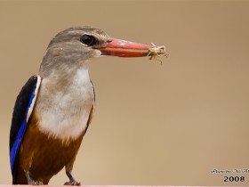 صور من ابداع اعضاء عمان فوتو