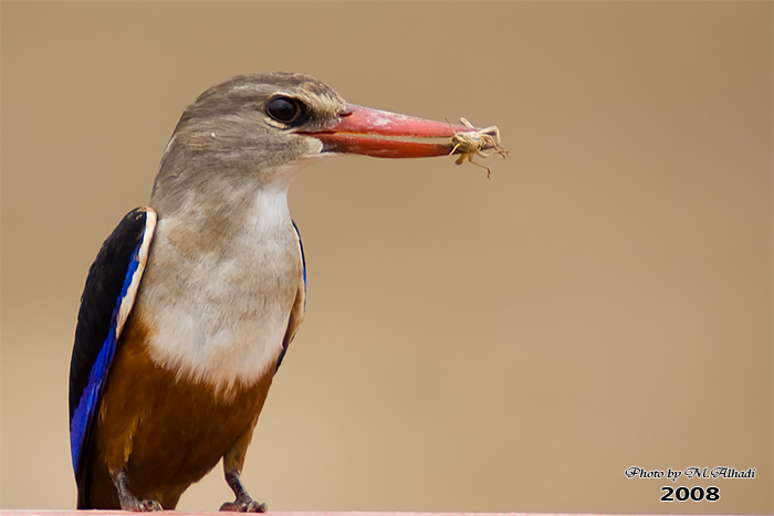 صور من ابداع اعضاء عمان فوتو