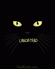 blackcat176x220