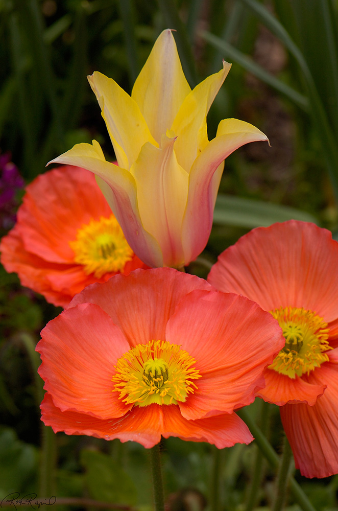 Poppies_Tulip_HS8922LGsigned