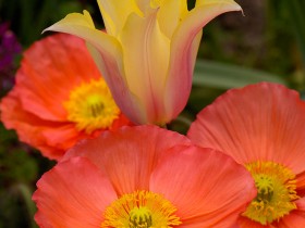 Poppies_Tulip_HS8922LGsigned1
