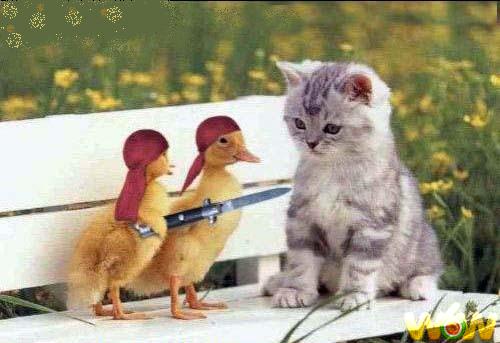 cats