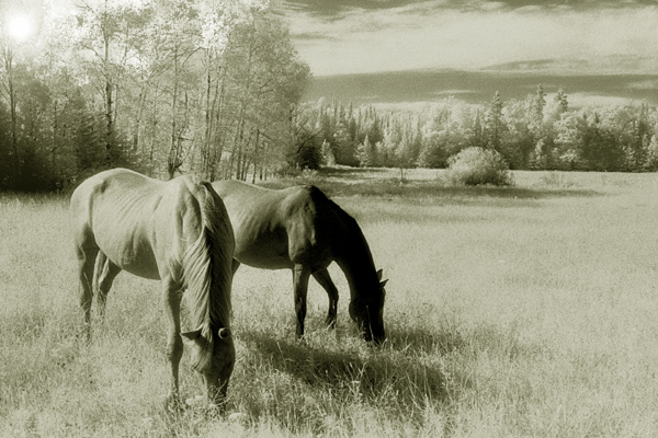 1411857-16c95935895fb50d_2_