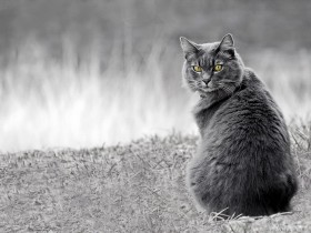 صور من ابداع اعضاء عمان فوتو