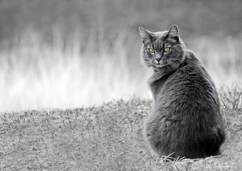 صور من ابداع اعضاء عمان فوتو