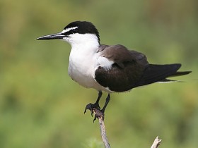 صور من ابداع اعضاء عمان فوتو