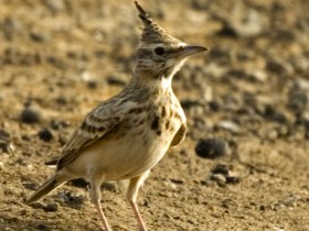 صور من ابداع اعضاء عمان فوتو