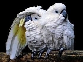 الطير الوفاء