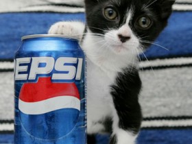 cat1_381x450