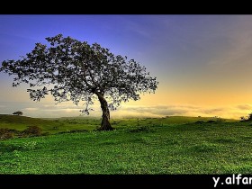 صور من ابداع اعضاء عمان فوتو