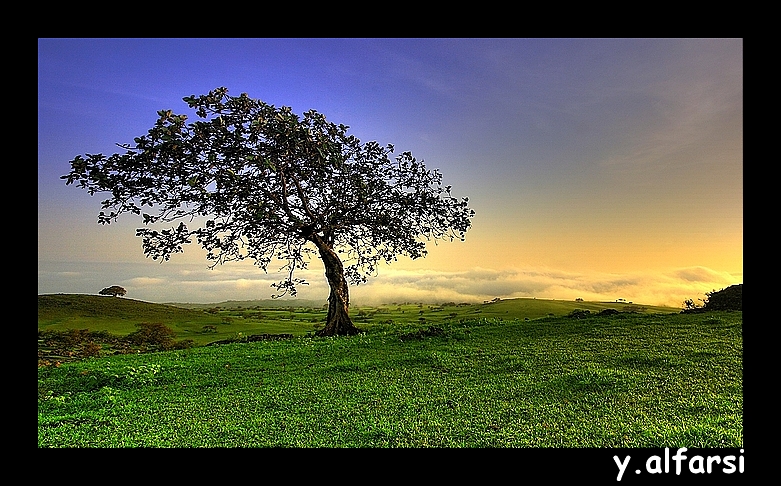 صور من ابداع اعضاء عمان فوتو