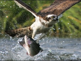 475318588_8d72bce123_o_1_