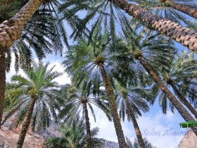 صور من ابداع اعضاء عمان فوتو