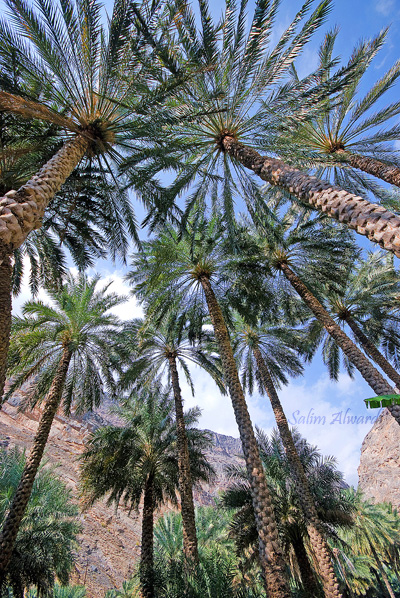 صور من ابداع اعضاء عمان فوتو