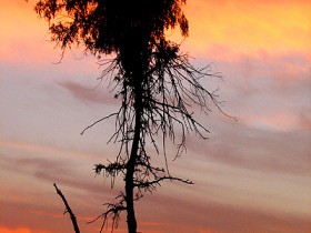صور من ابداع اعضاء عمان فوتو