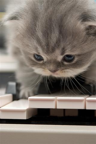 the cat