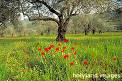 images12