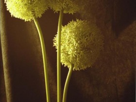 flower411_2_3SL-com_1_
