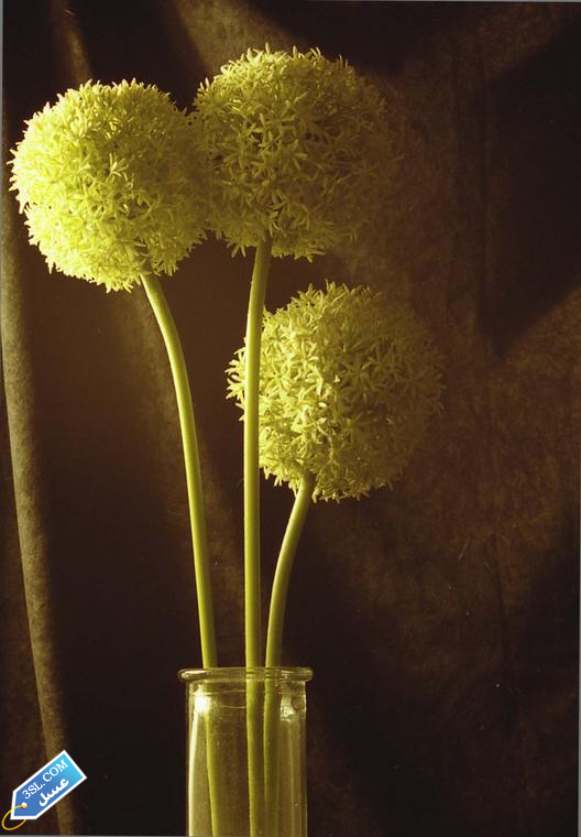flower411_2_3SL-com_1_