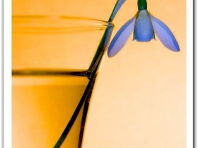 nice_pic_design_photo_62_1_