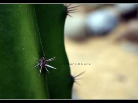 صور من ابداع اعضاء عمان فوتو