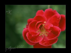 صور من ابداع اعضاء عمان فوتو