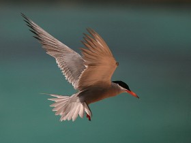 صور من ابداع اعضاء عمان فوتو