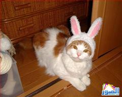 thumb_funny-animals-6213200814554_1_
