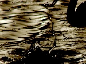 صور من ابداع اعضاء عمان فوتو