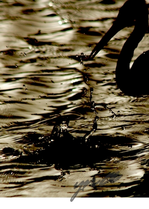 صور من ابداع اعضاء عمان فوتو