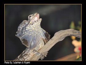 صور من ابداع اعضاء عمان فوتو