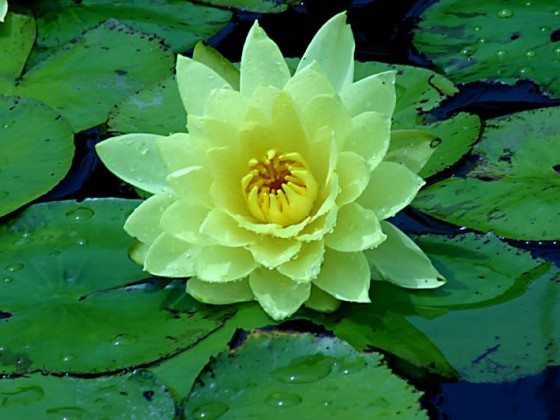 زهرة