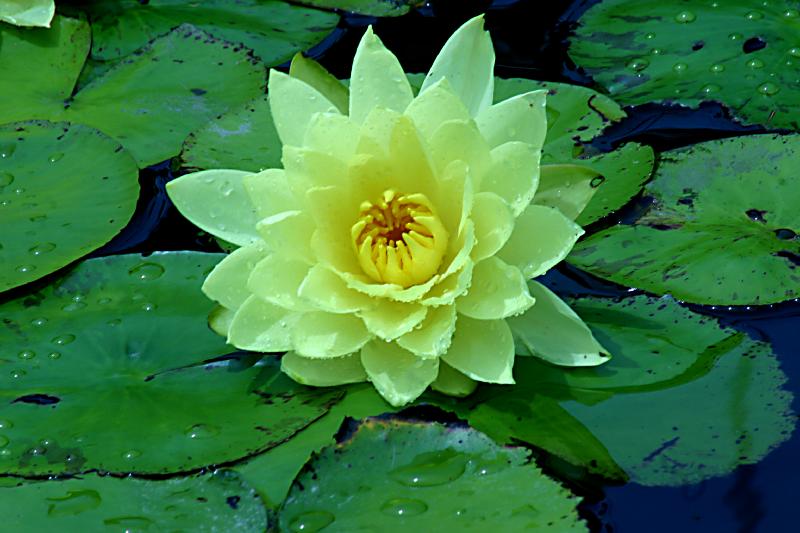 زهرة