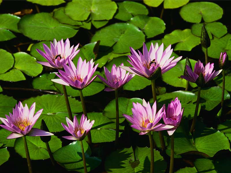 Water_lilies_1_