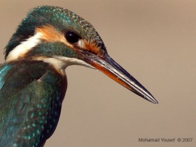 صور من ابداع اعضاء عمان فوتو