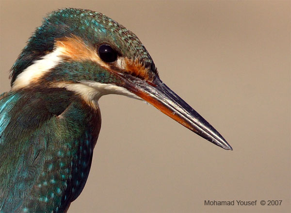 صور من ابداع اعضاء عمان فوتو