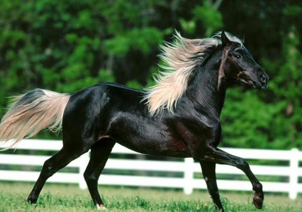 araby 55