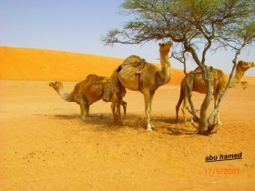 صور من ابداع اعضاء عمان فوتو