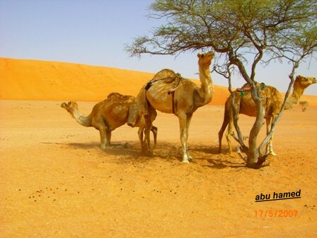 صور من ابداع اعضاء عمان فوتو