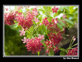 صور من ابداع اعضاء عمان فوتو
