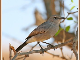 صور من ابداع اعضاء عمان فوتو