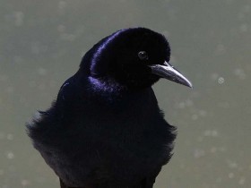 صور منوعة من الإنترنت