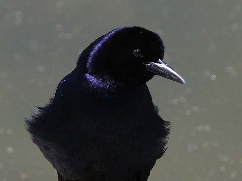 صور منوعة من الإنترنت