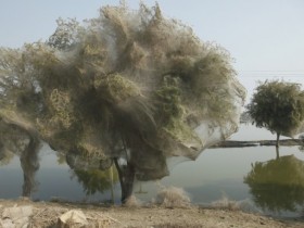 غرائب: العناكب تغطي الاشجار بشباكها