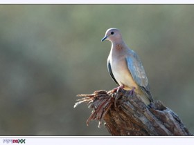 صور من ابداع اعضاء عمان فوتو