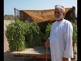 صور من ابداع اعضاء عمان فوتو