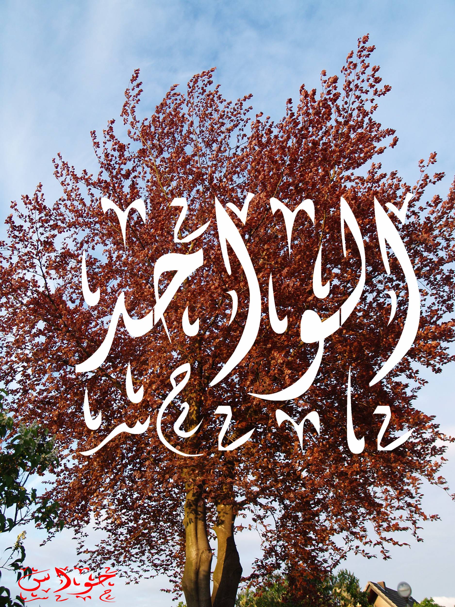 الواحد